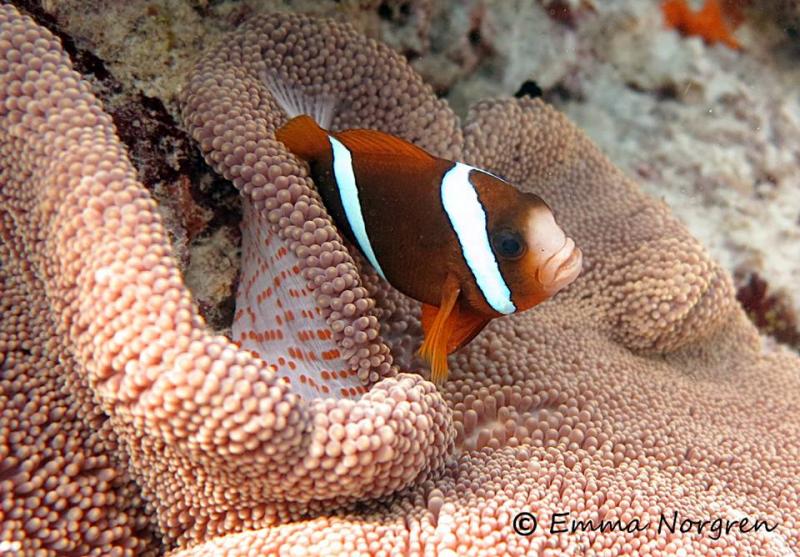 flora marine fauna lady island elliot barrier reef