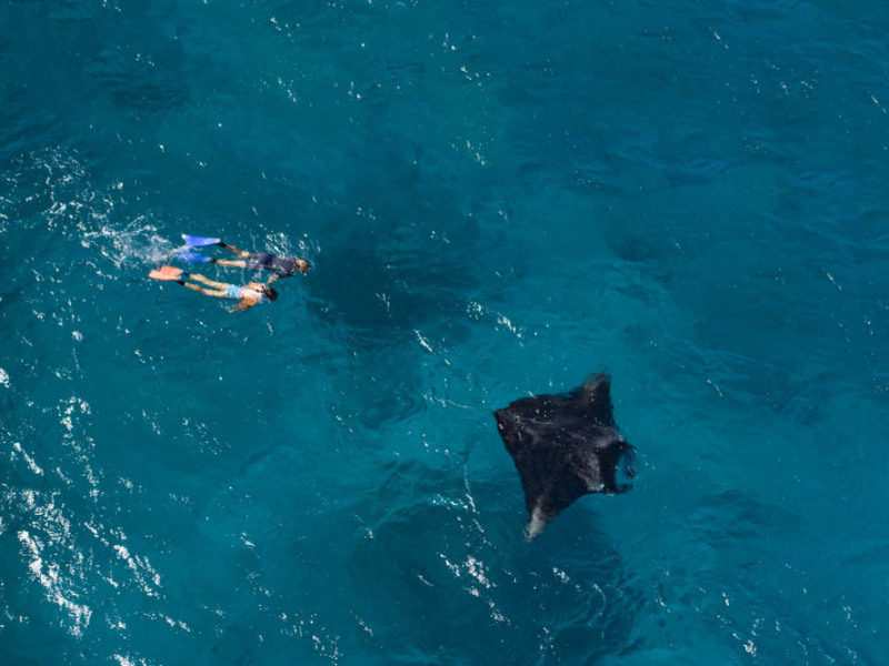 Snorkelling with a manta ray