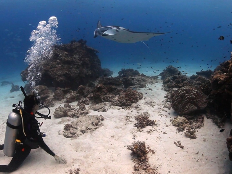 Diving-with-manta-rays