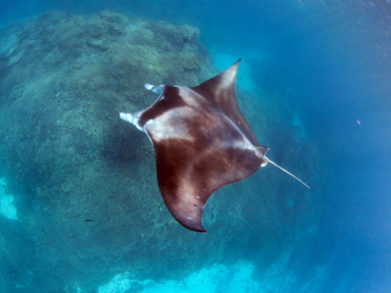 Snorkel-with-manta-rays-mattguest.com_.au_