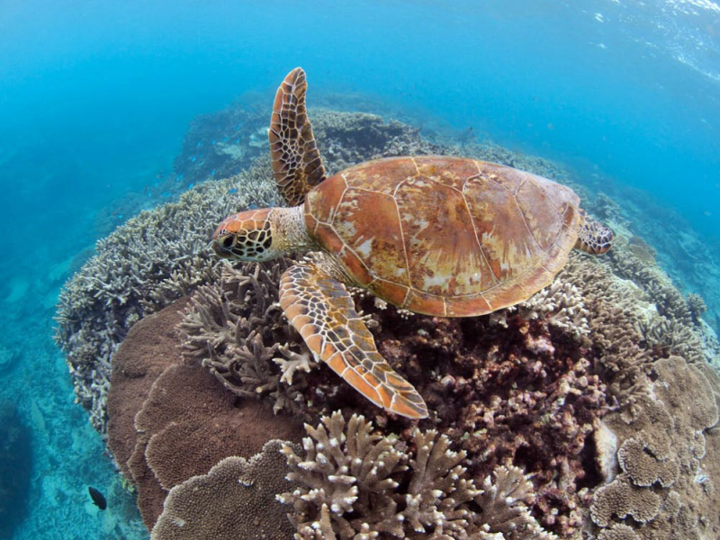 Snorkel-with-turtles-mattguest.com_.au_