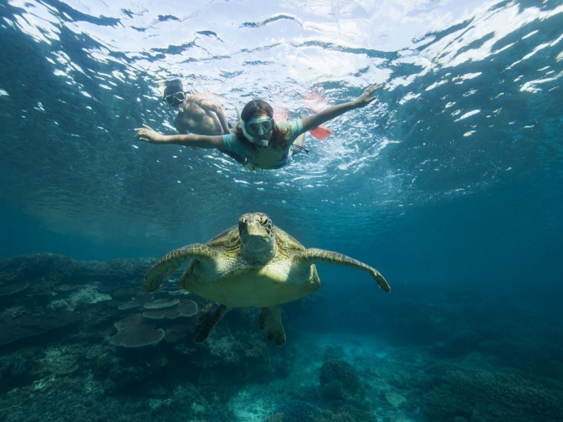 Snorkelling-with-turtle-Tourism-Australia