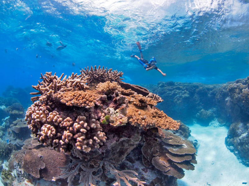 Explore-the-wonders-of-the-reef-www.mattguest.com_