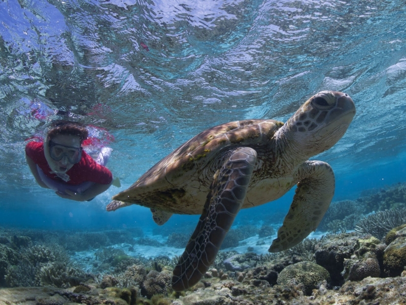 Snorkel-with-turtles-in-the-lagoon-www.funtraveltv.com_.au_