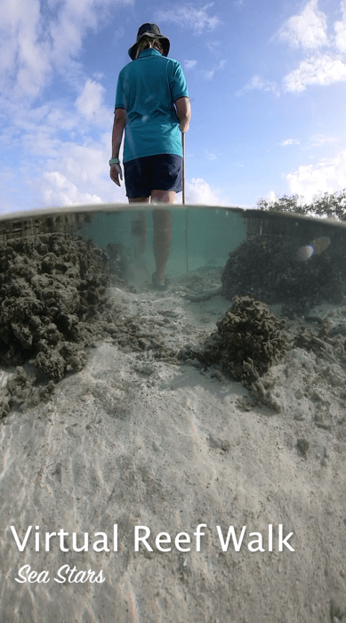 Lady Elliot Island Virtual Tour - Reef Walk