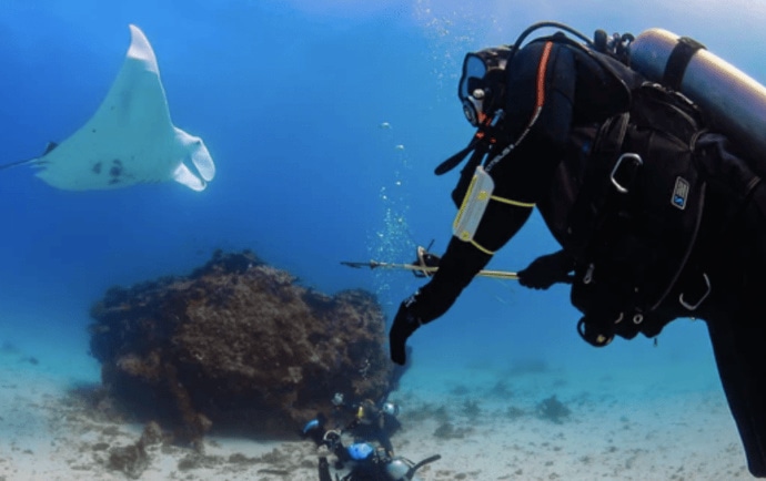 Diving With Giants The Manta Rays Of Lady Elliot Island Lady Elliot 
