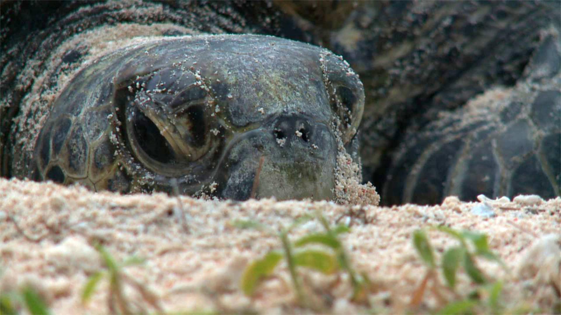 Turtle Trek 3 Night Package