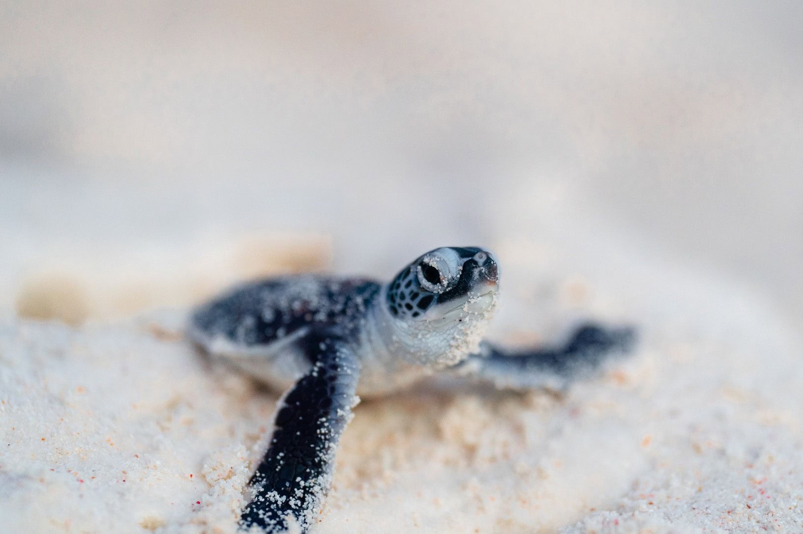 Turtle Trek 3 Night Package