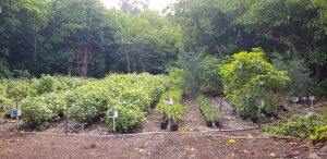 Planting native plants on Lady Elliot Island
