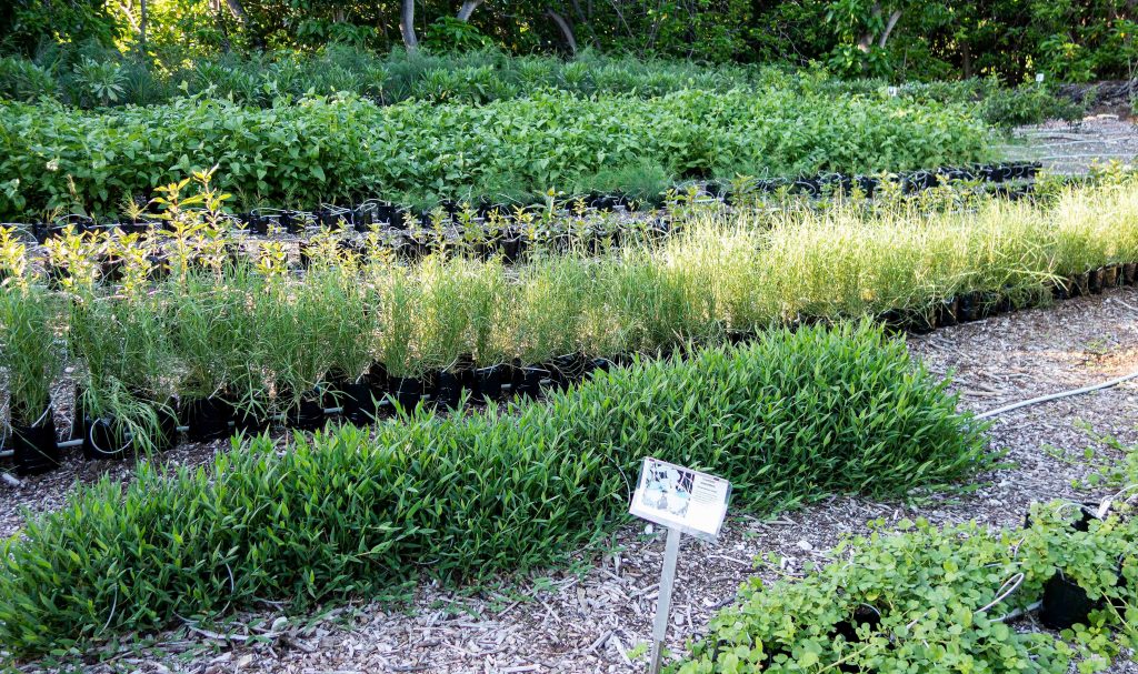 Lady Elliot Island Nursery