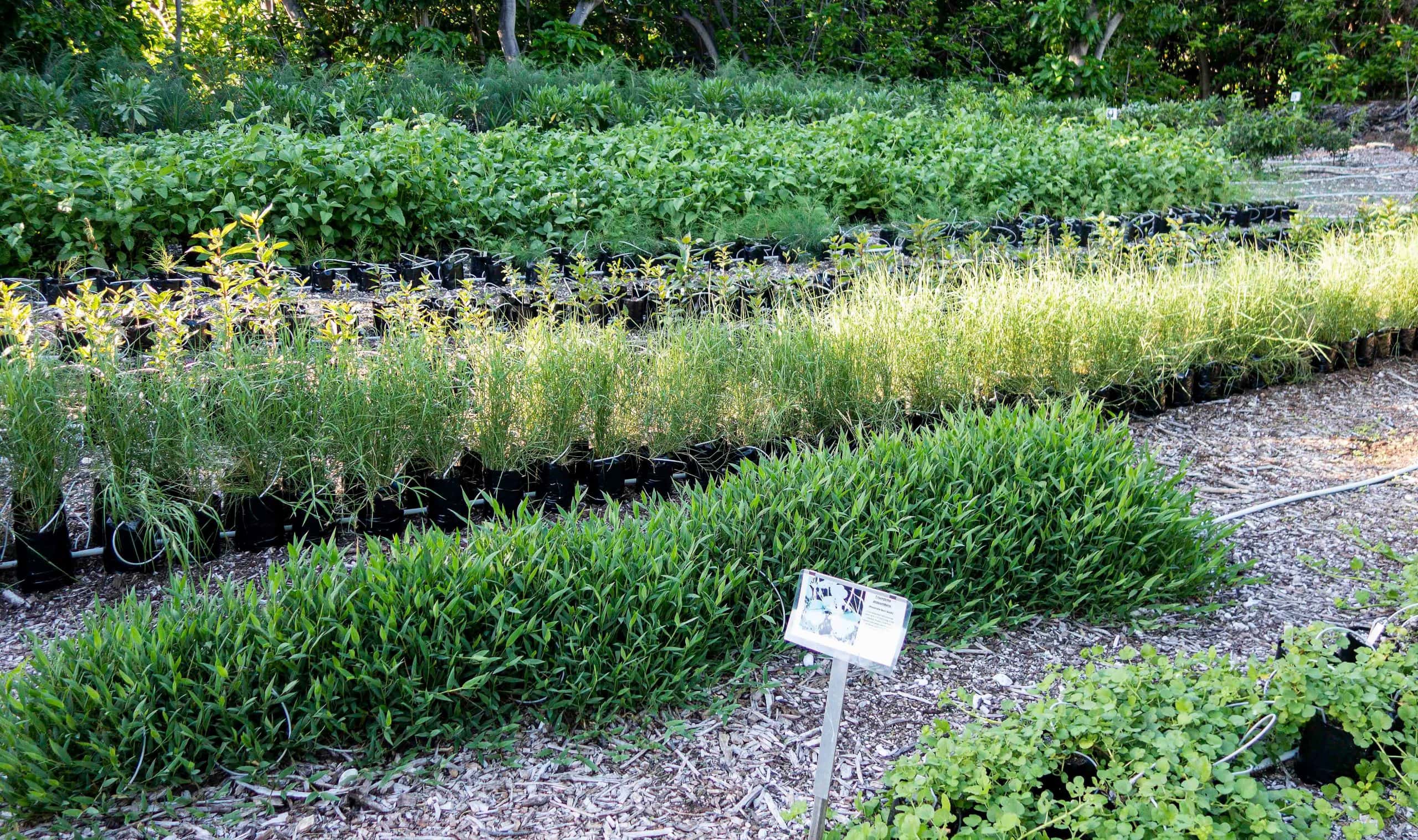 Lady Elliot Island Nursery
