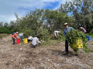 North West Zone ground preparation