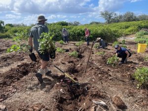 Planting native plants on Lady Elliot Island