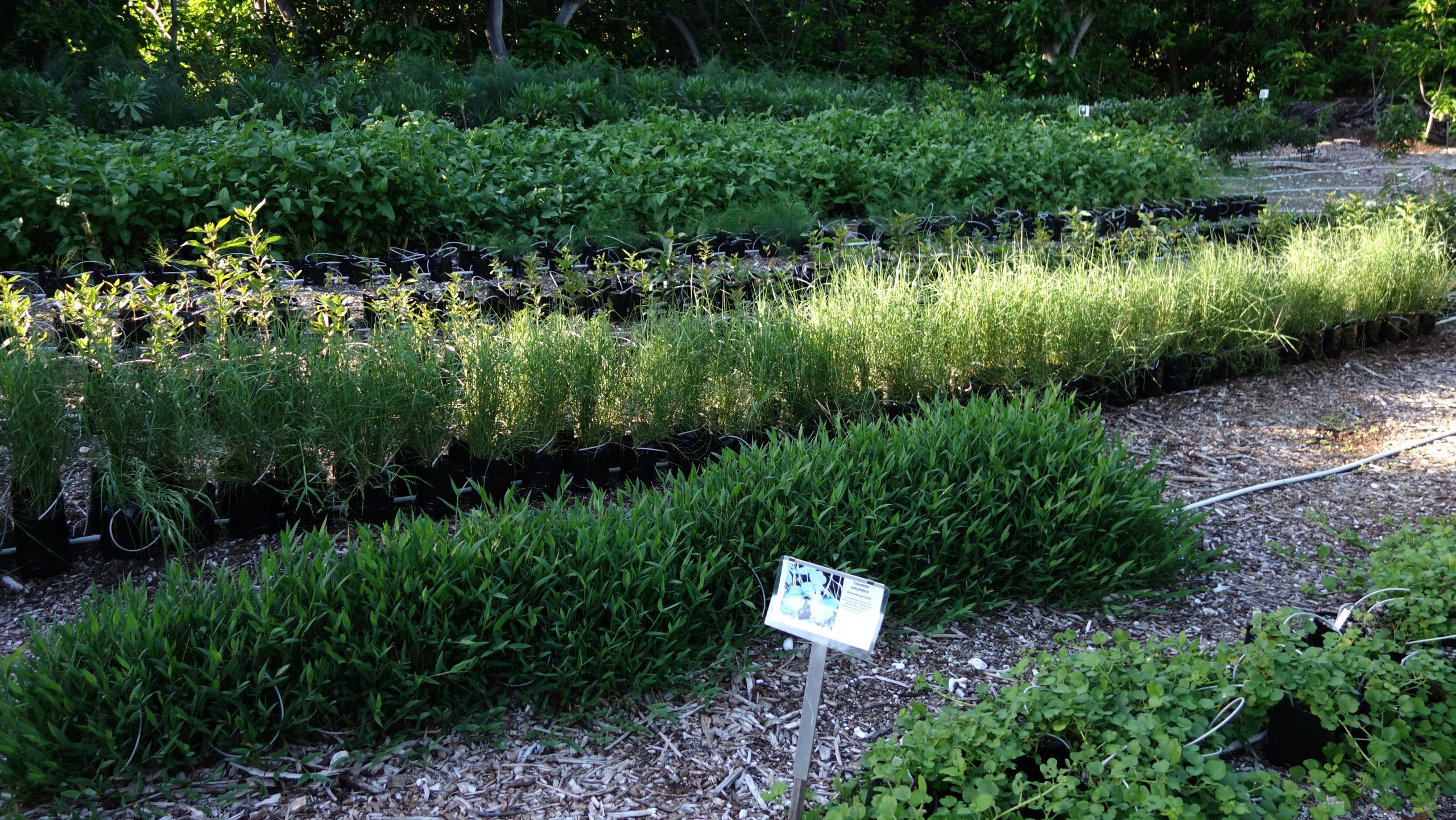 Lady Elliot Island has the only native coral cay species nursery on the Great Barrier Reef and over 11,000 native coral cay plants have been added since 2018 