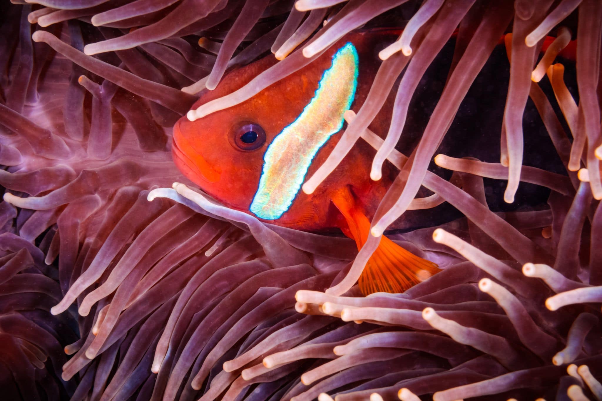 Bioblitz – recording island wildlife with help from citizen scientists