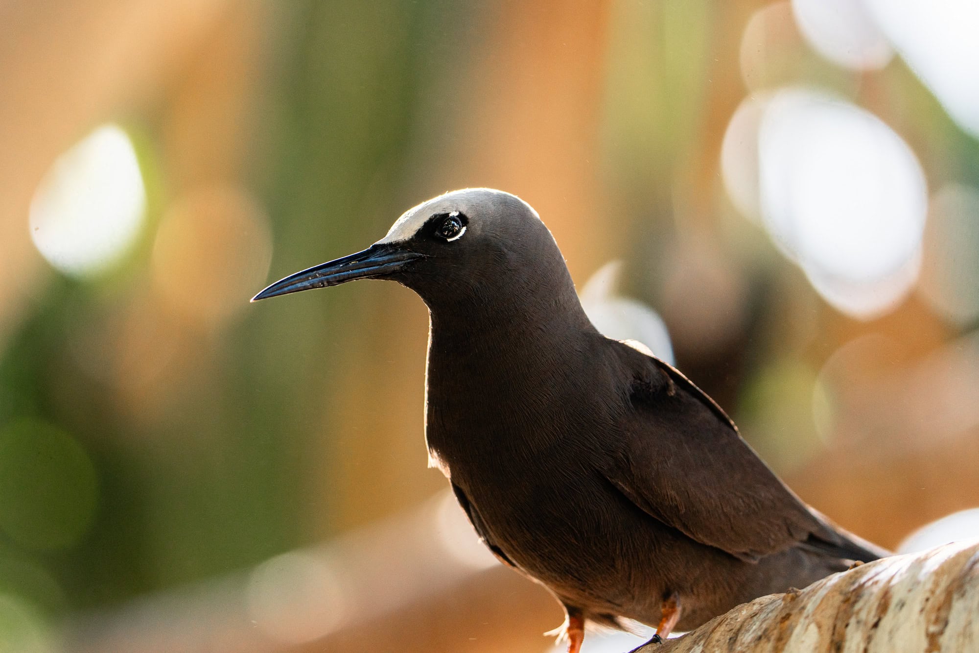 Bird counts to track populations, nutrient loads, and identifying new