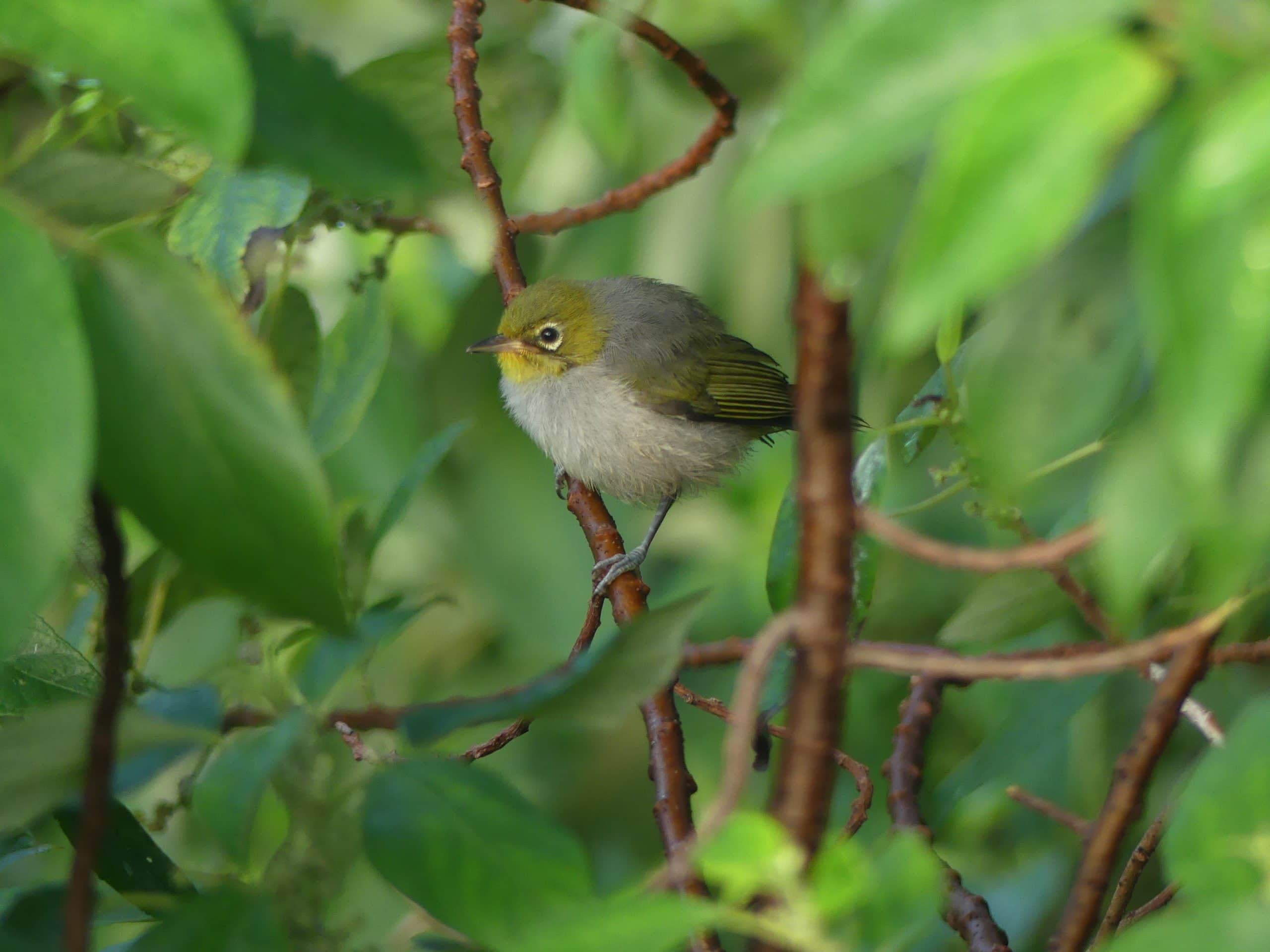 Genetic tests and song recordings to assess variability in Capricorn Silvereyes