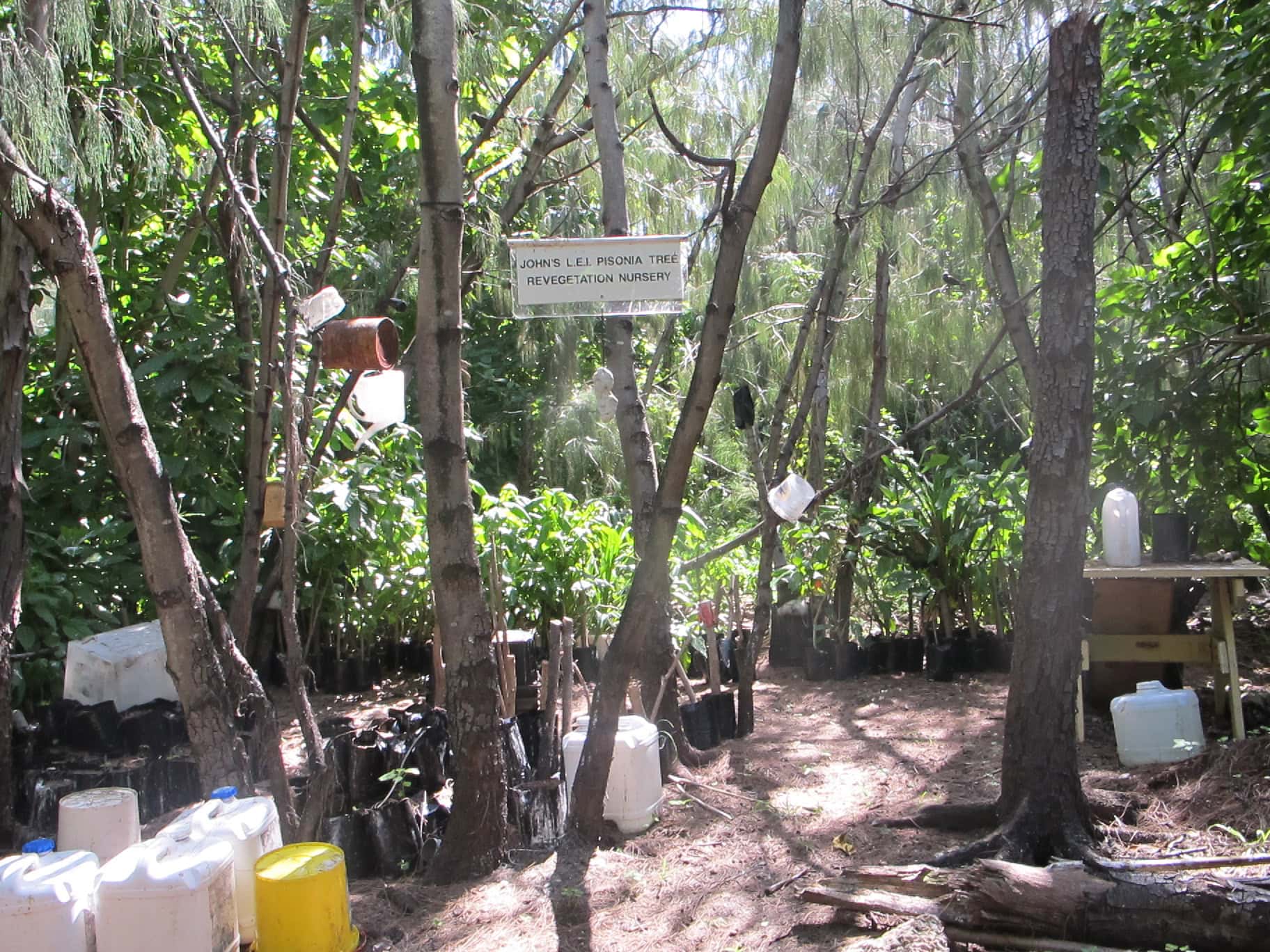 Lady Elliot Island’s first nursery established by John Meech in 2005