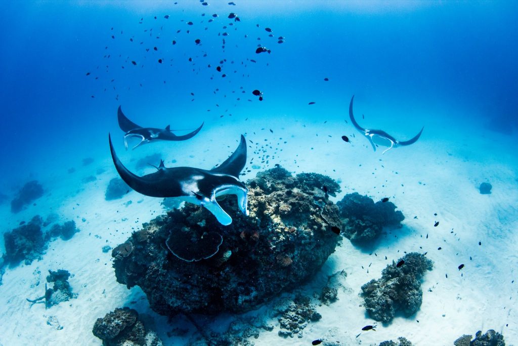 Manta ray cleaning station ‘Lighthouse Bommie’ (photo credit Jeremy Somerville)