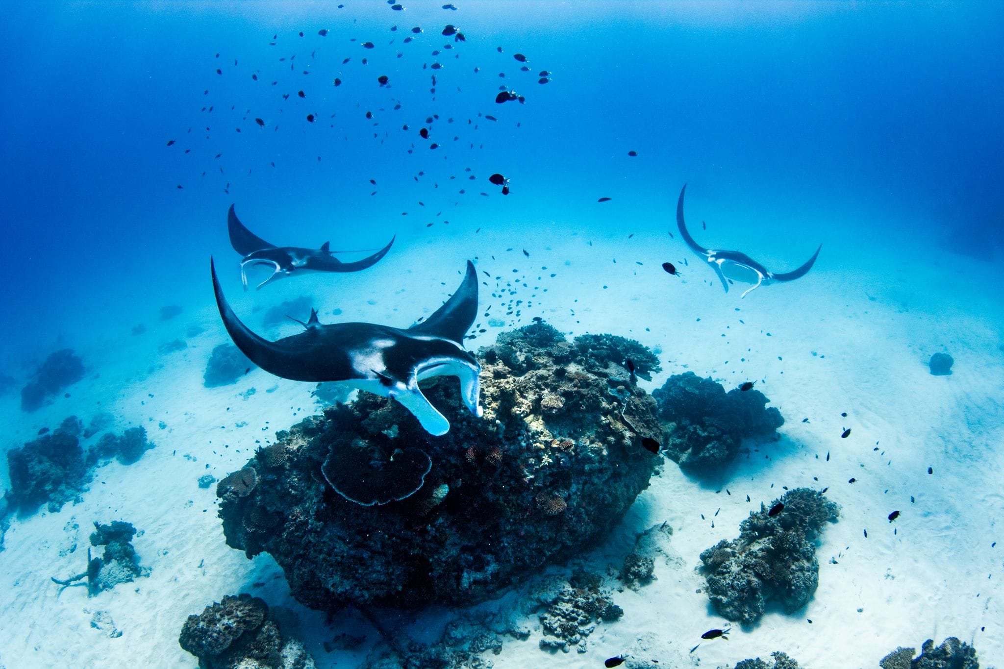 Manta ray cleaning station ‘Lighthouse Bommie’ (photo credit Jeremy Somerville)