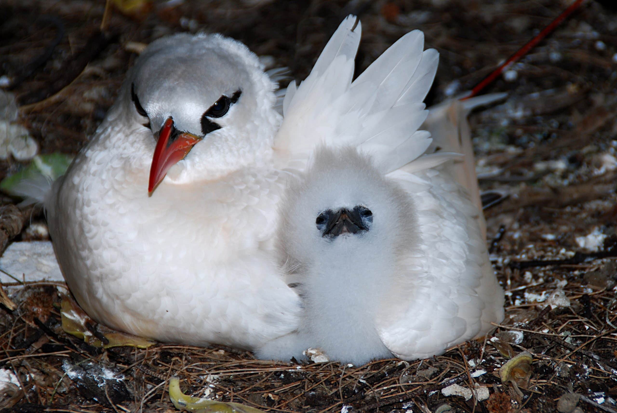Red Tailed Tropic Bird Lady Elliot Island