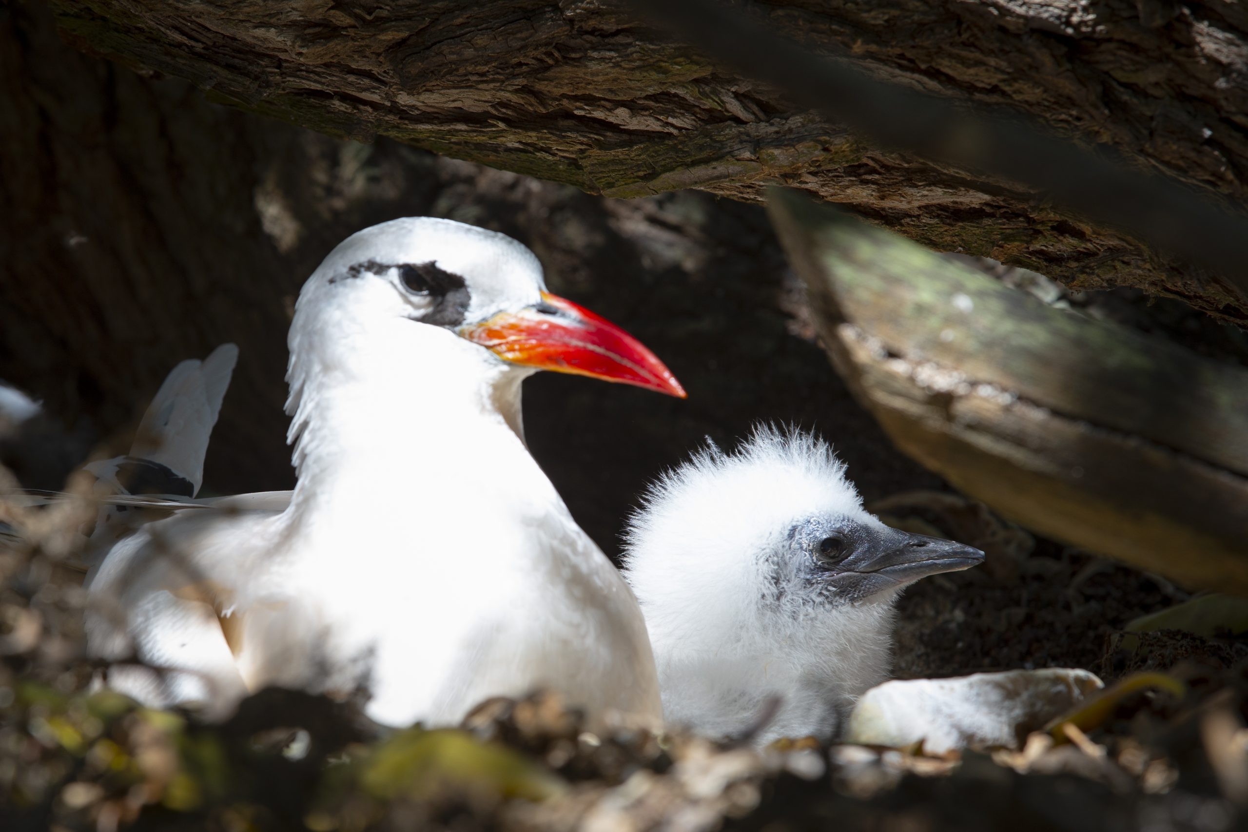 Studying Red-tailed Tropicbirds through tagging, measurements, and observations