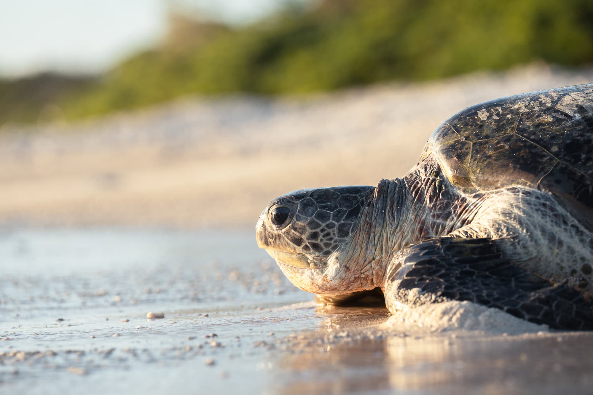 Turtle health checks including tagging, sampling, and monitoring juvenile populations