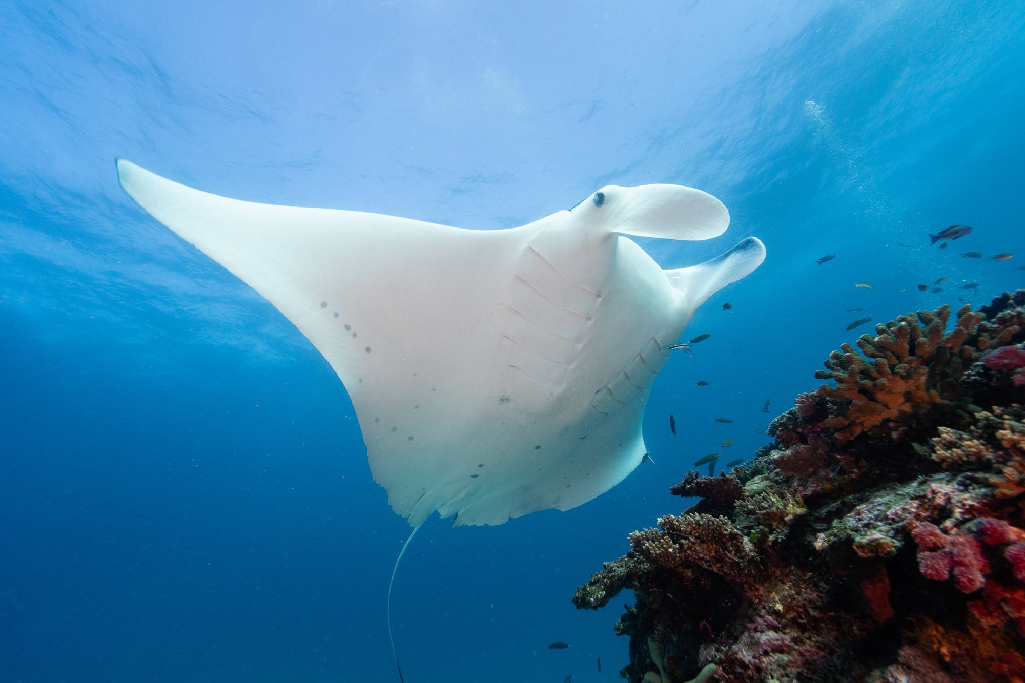 Manta ray studies using tagging and photo identification