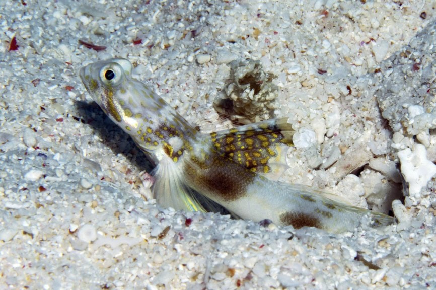 Shrimp Goby Lady Elliot Island