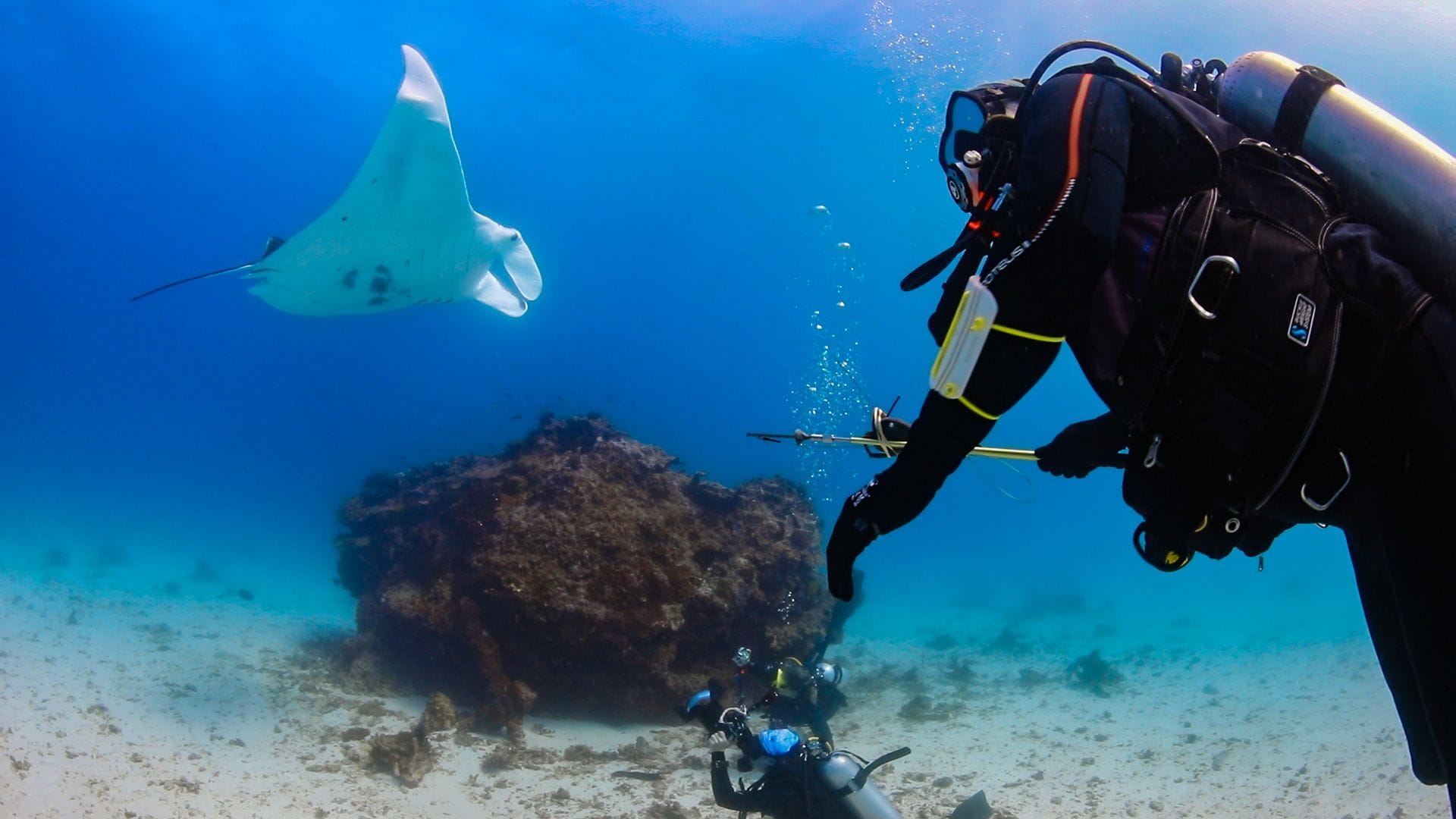 Manta ray tagging (photo credit Ben Andryc)