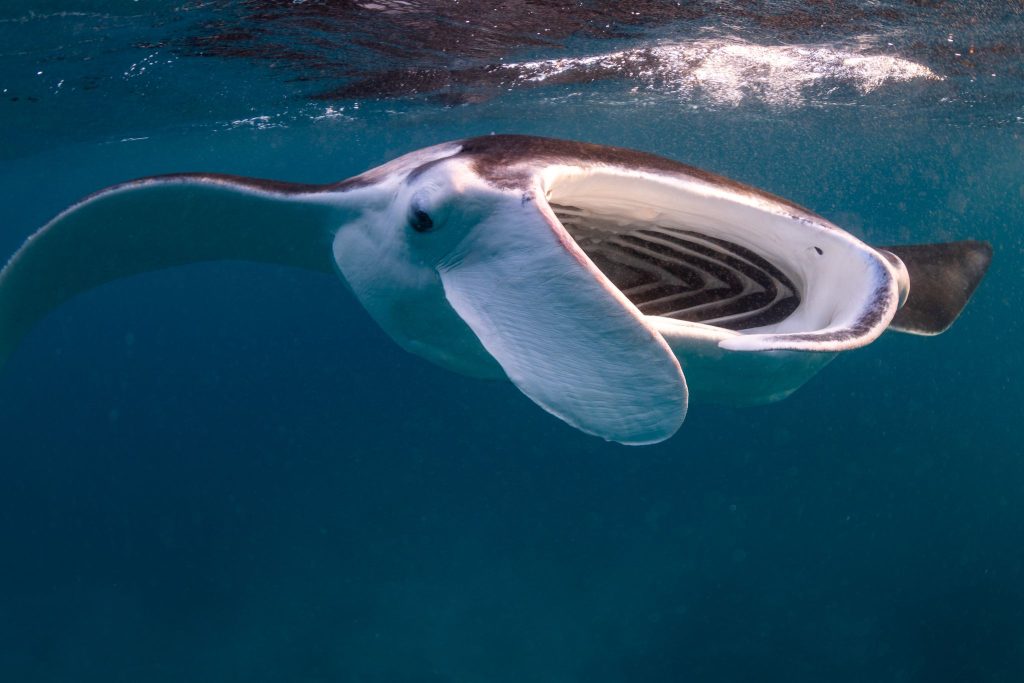 Manta ray surface feeding (photo credit Andrew Lomakin)