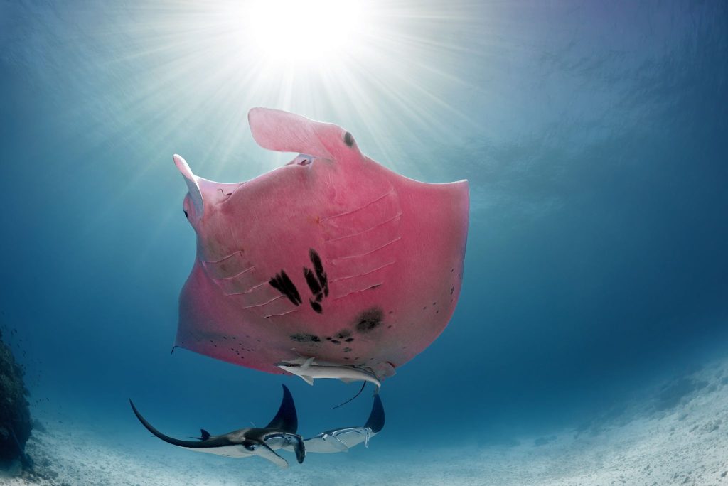 Worlds only pink Manta Ray “Inspector Clouseau” (photo credit Kristian Laine)