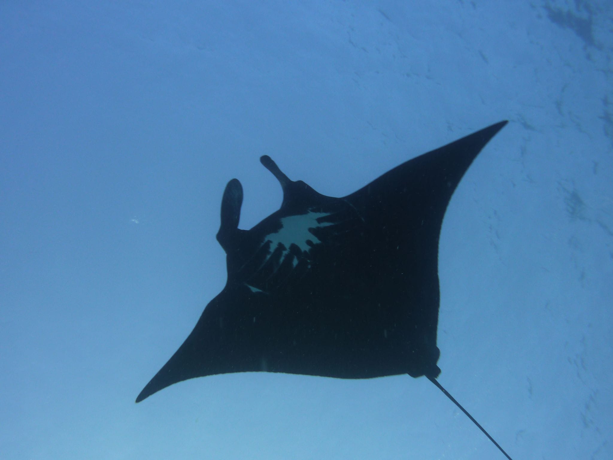 First recorded manta ray ‘Taurus’ in 1982 (photo credit Lydie Couturier)