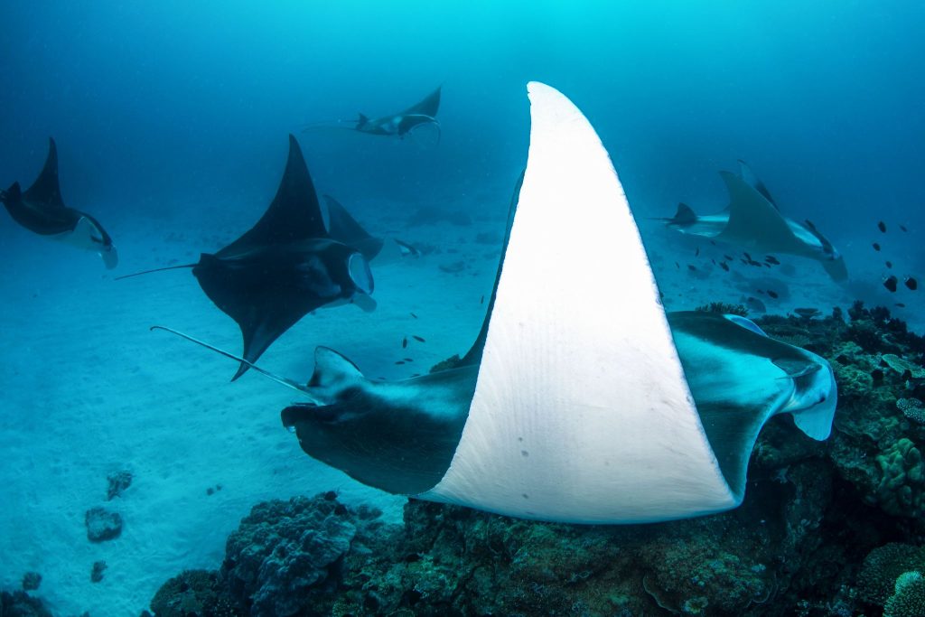 Manta ray cleaning station ‘Lighthouse Bommie’ (photo credit Jordan Robins)