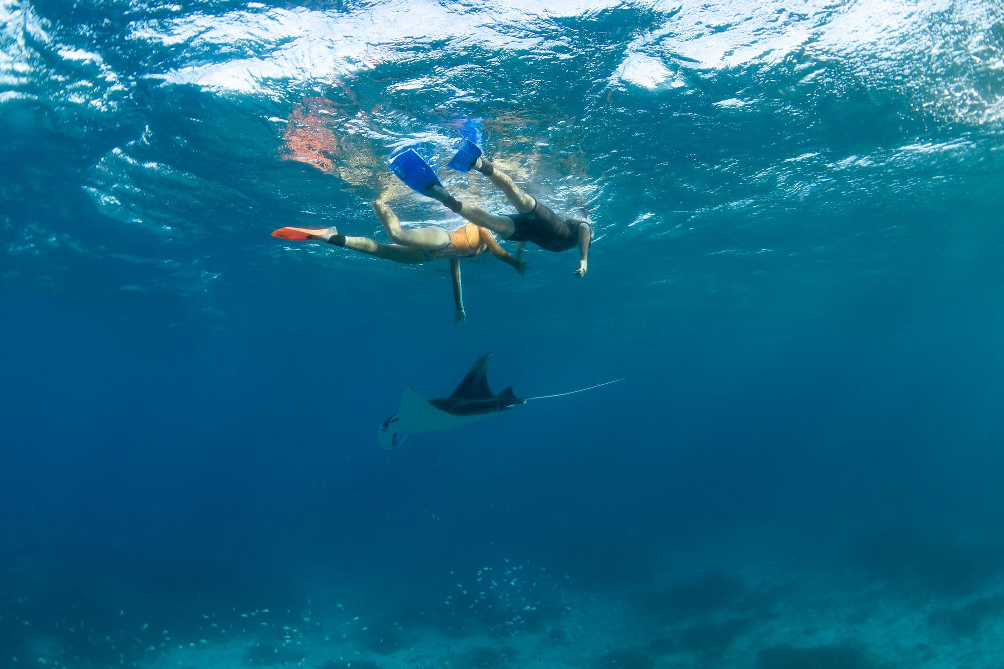 Snorkellers with manta ray (photo credit Tourism & Events Queensland)