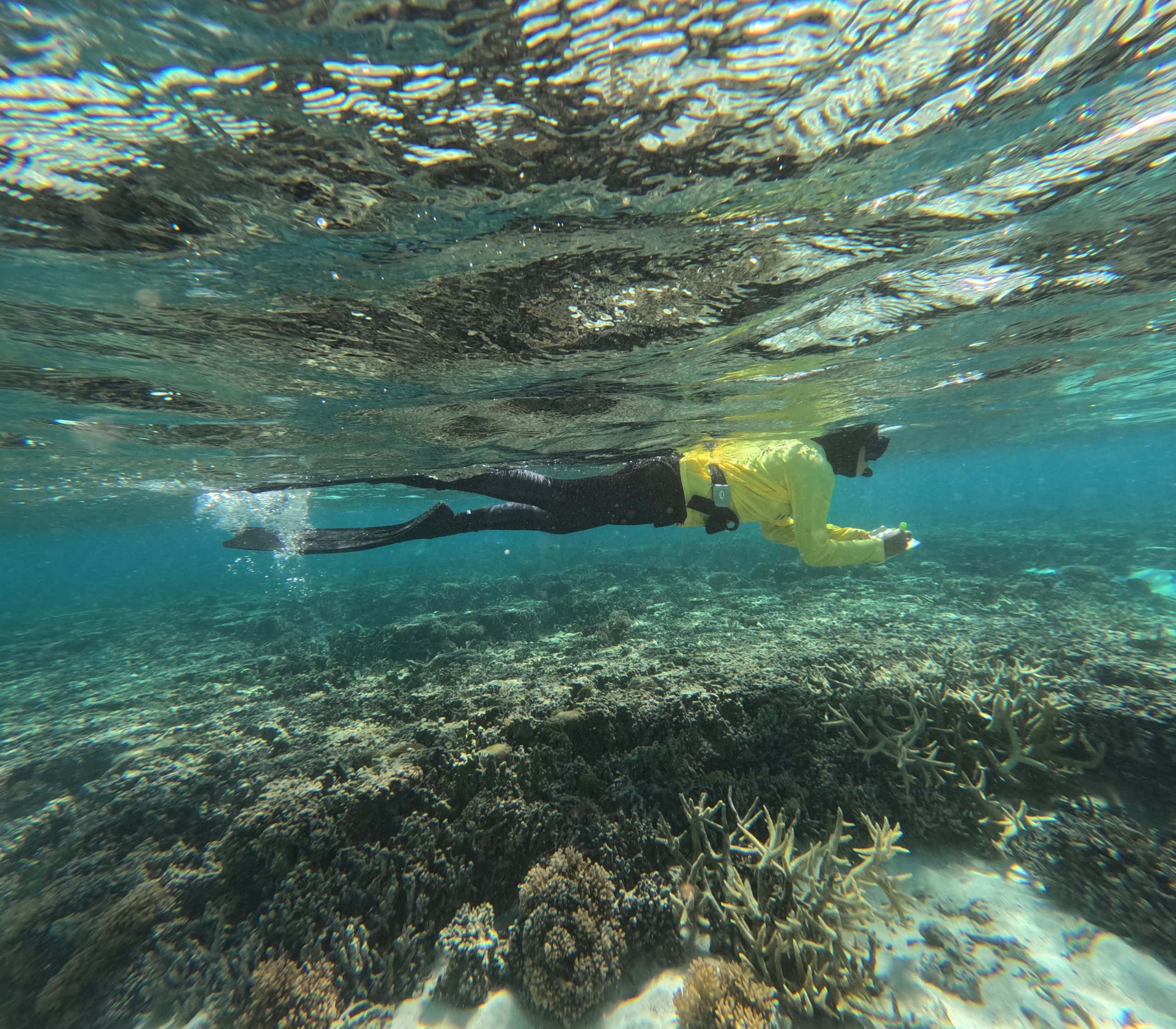 Georgia counting Drupella Snails in the Lady Elliot Island Lagoon.