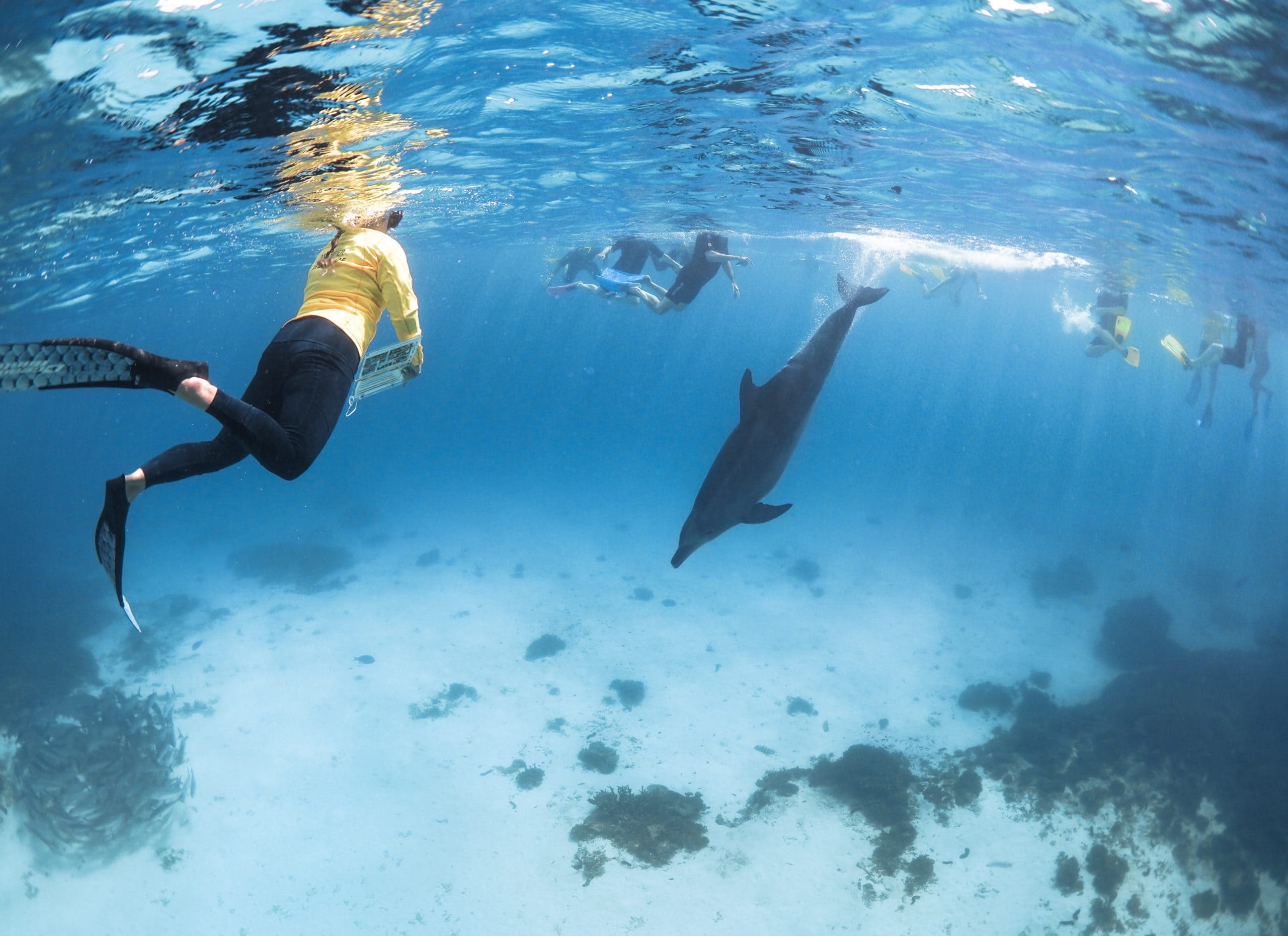 Bubbles the dolphin captured by Jeremy Sommerville