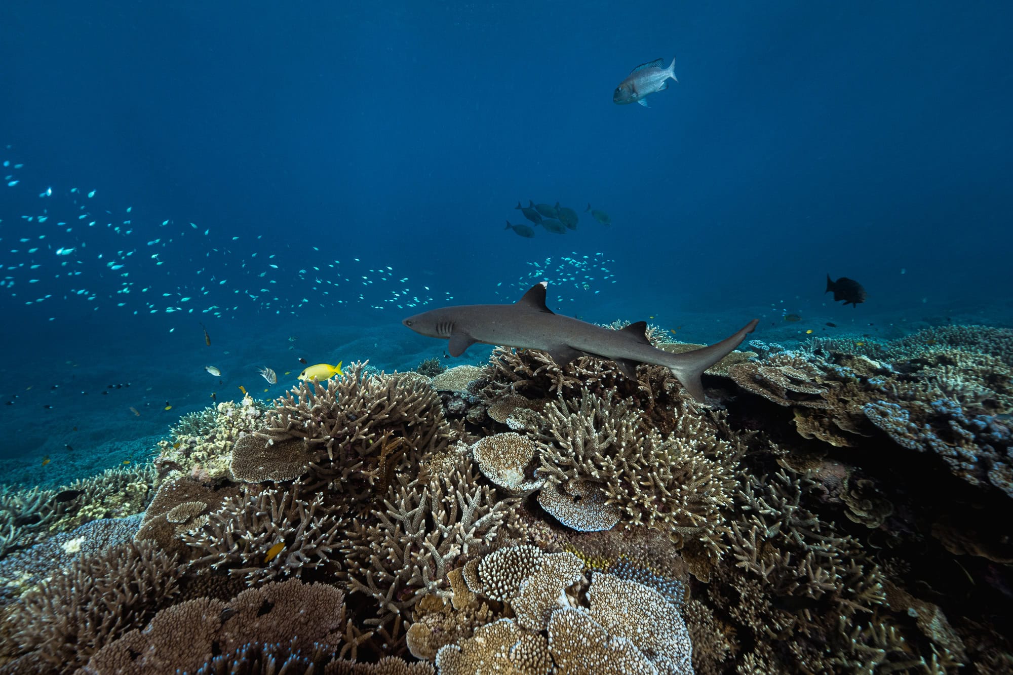 White-tipped Reef Shark and corals on the western side of Lady Elliot Island.