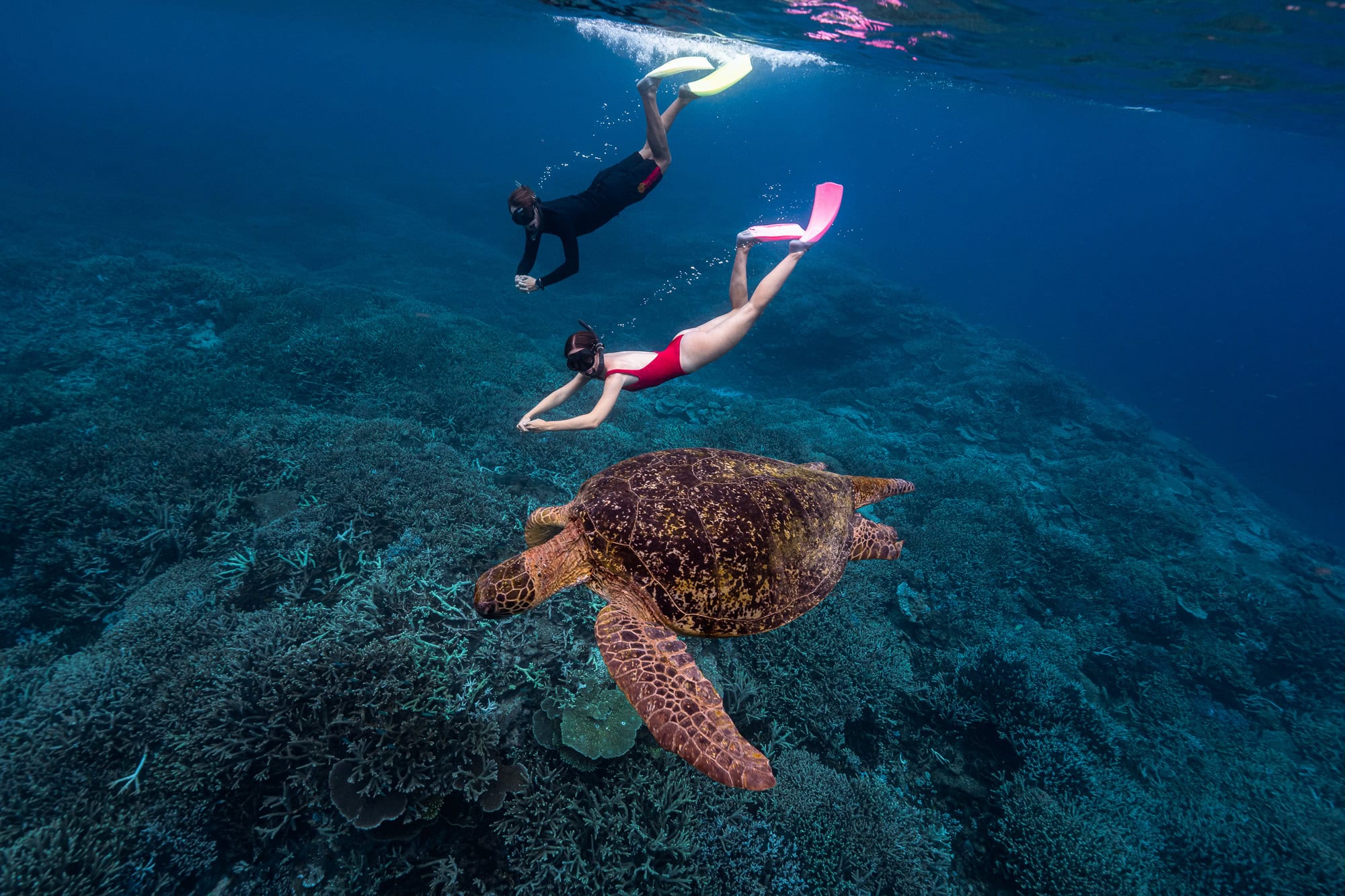 Snorkellers with a Green Sea Turtle at Lady Elliot Island.