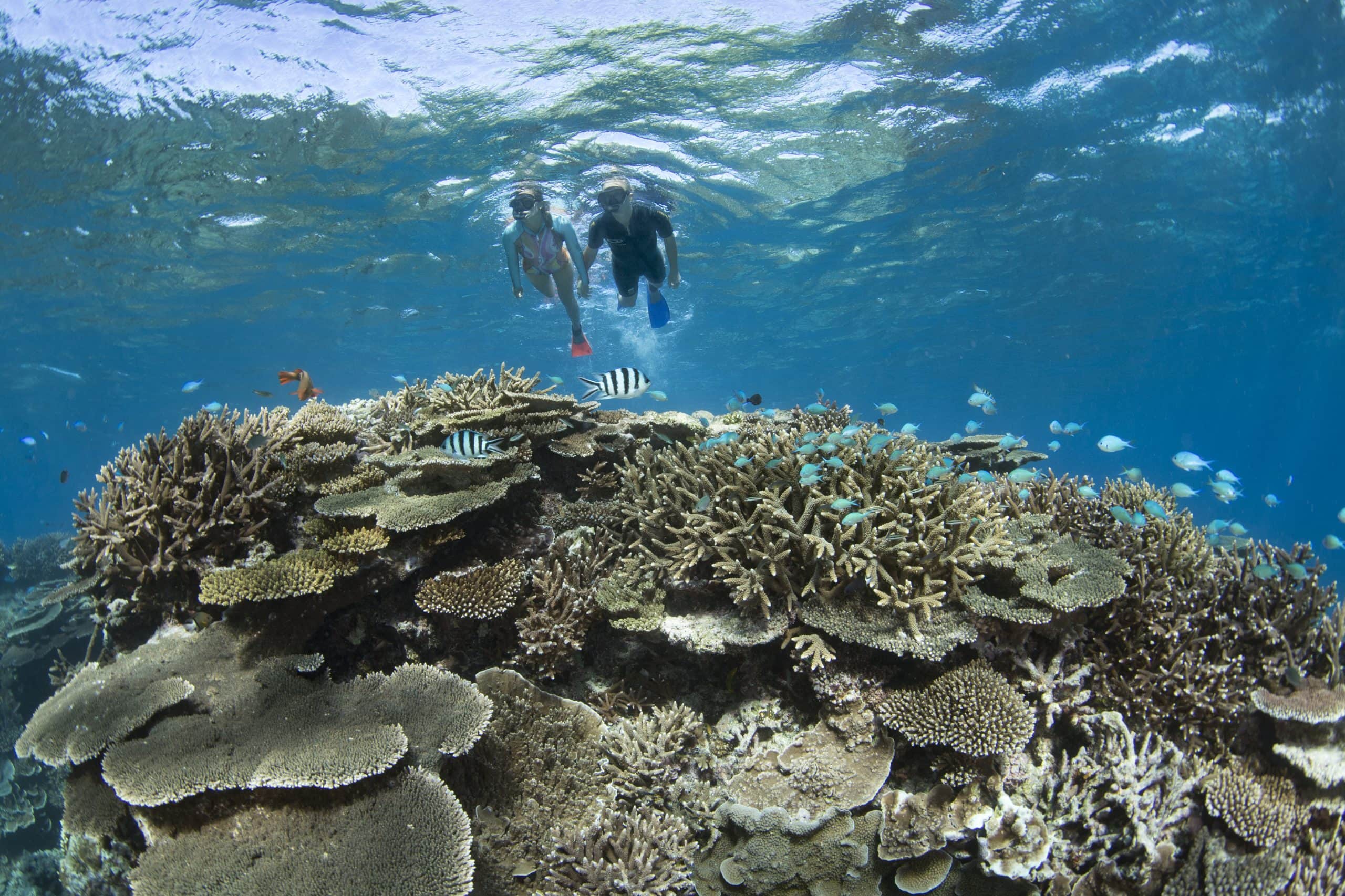 Snorkelling the Great Barrier Reef