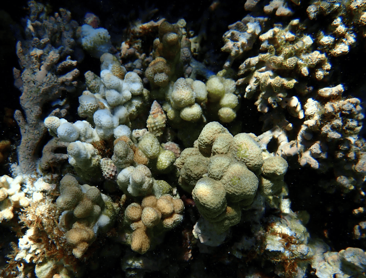 Drupella Snails on coral found in the Lady Elliot Island Lagoon.