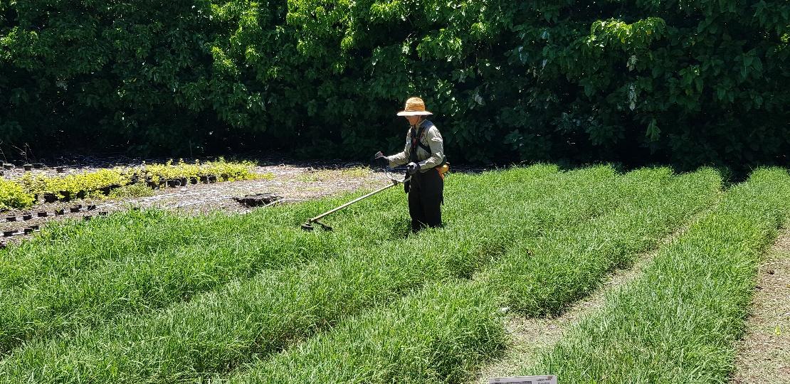 Our Nursery Manager (Andrea) trimming the native grasses in the Island Nursery.