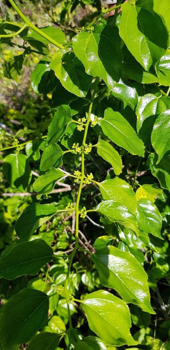 A new plant species found on the island, Colubrina asiatica (leatherleaf or Asian nakedwood).