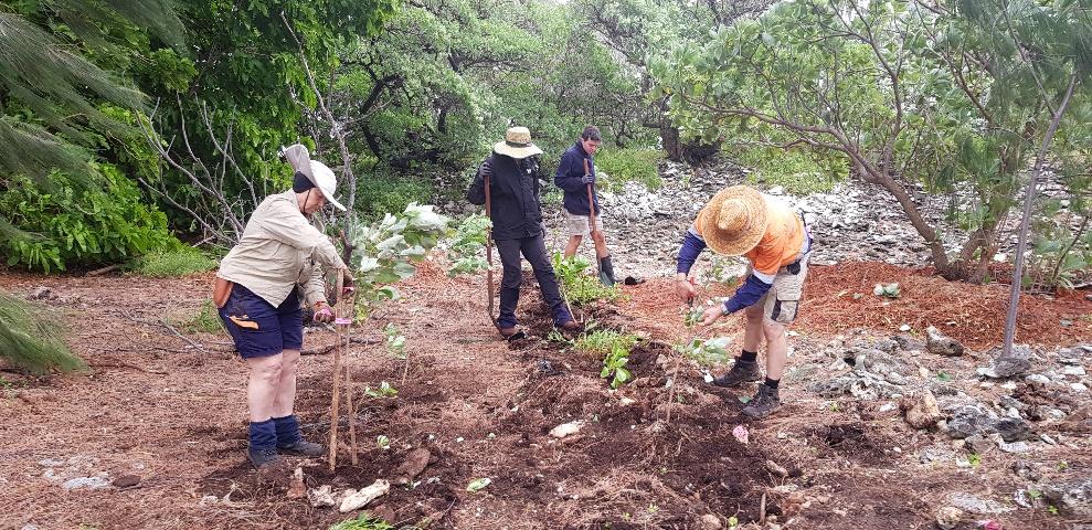 Volunteers pruning plants after planting.