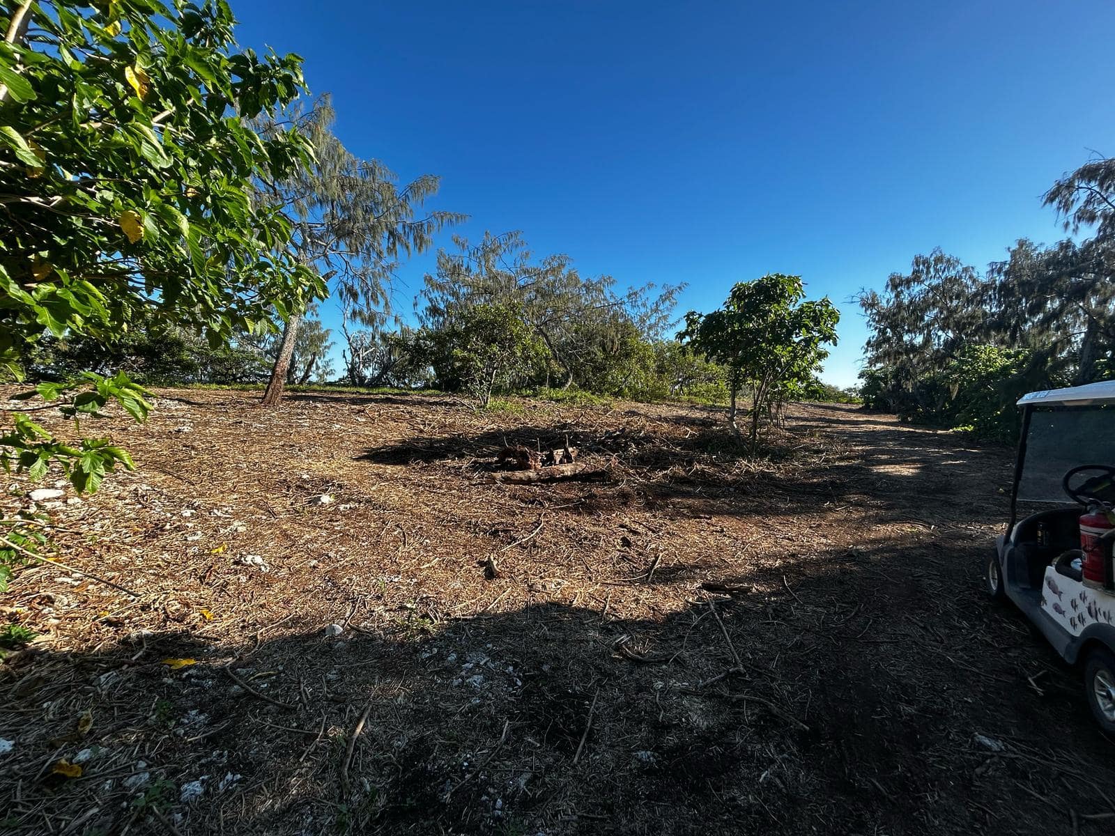 After Lantana removal in the Northwest of the Island.