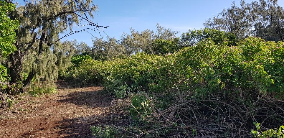 Before Lantana removal in the Northwest of the Island.