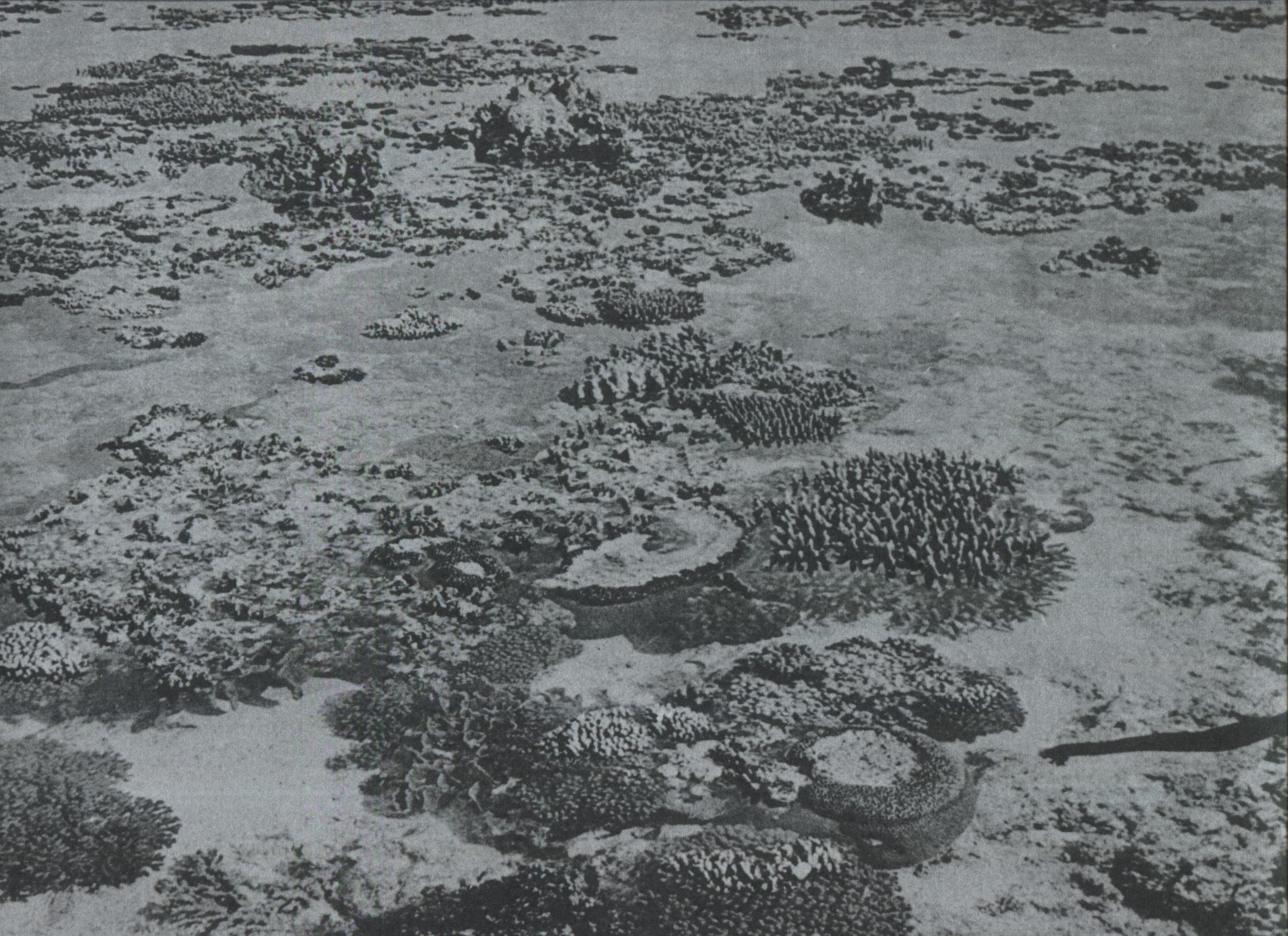 Lady Elliot Island reef flat taken by William Saville Kent 1892