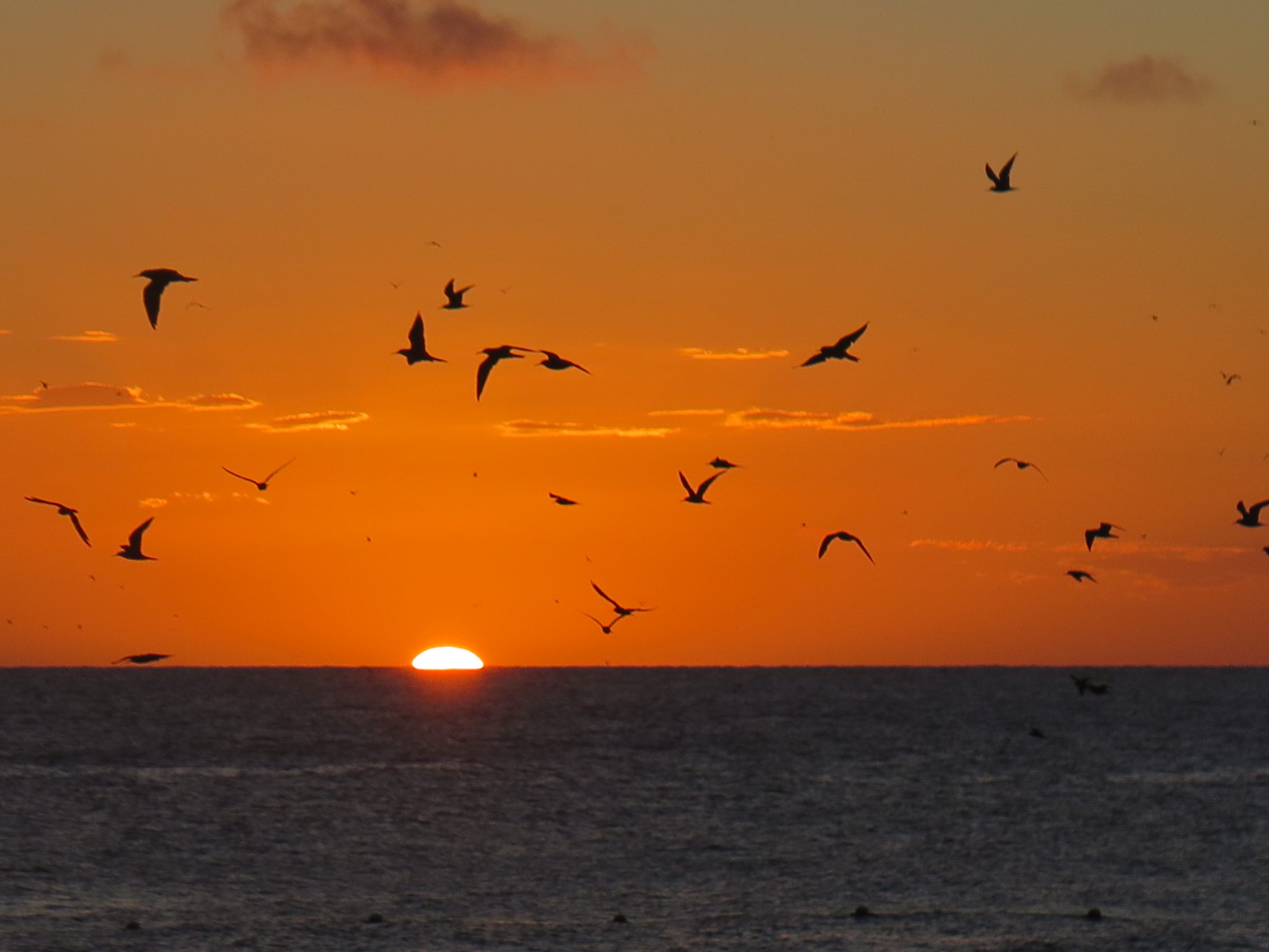 Sea birds and vegetation