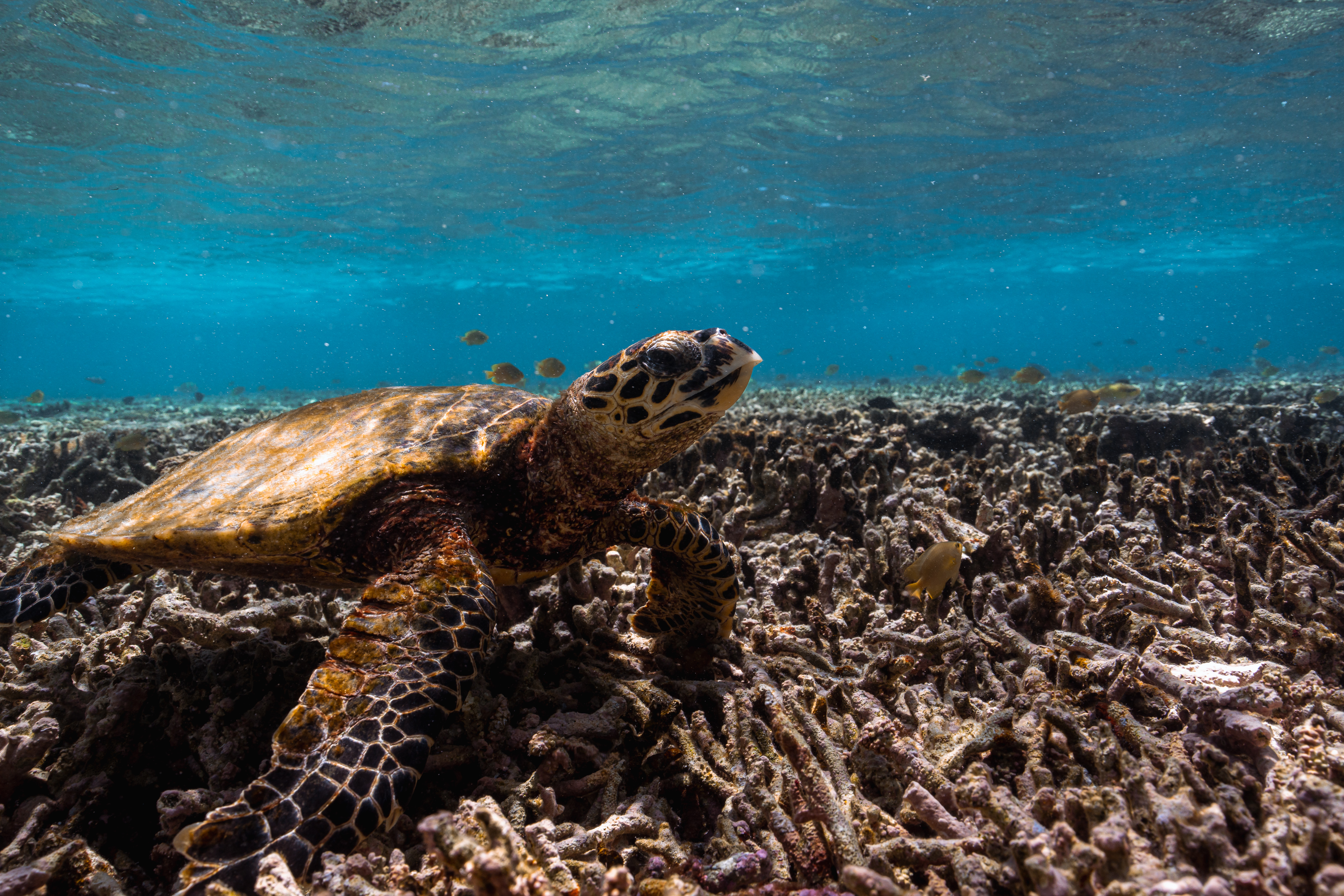 Photos like this side profile of a Hawksbill turtle, captured by Ross Long, can be used for long-term monitoring through photo identification.