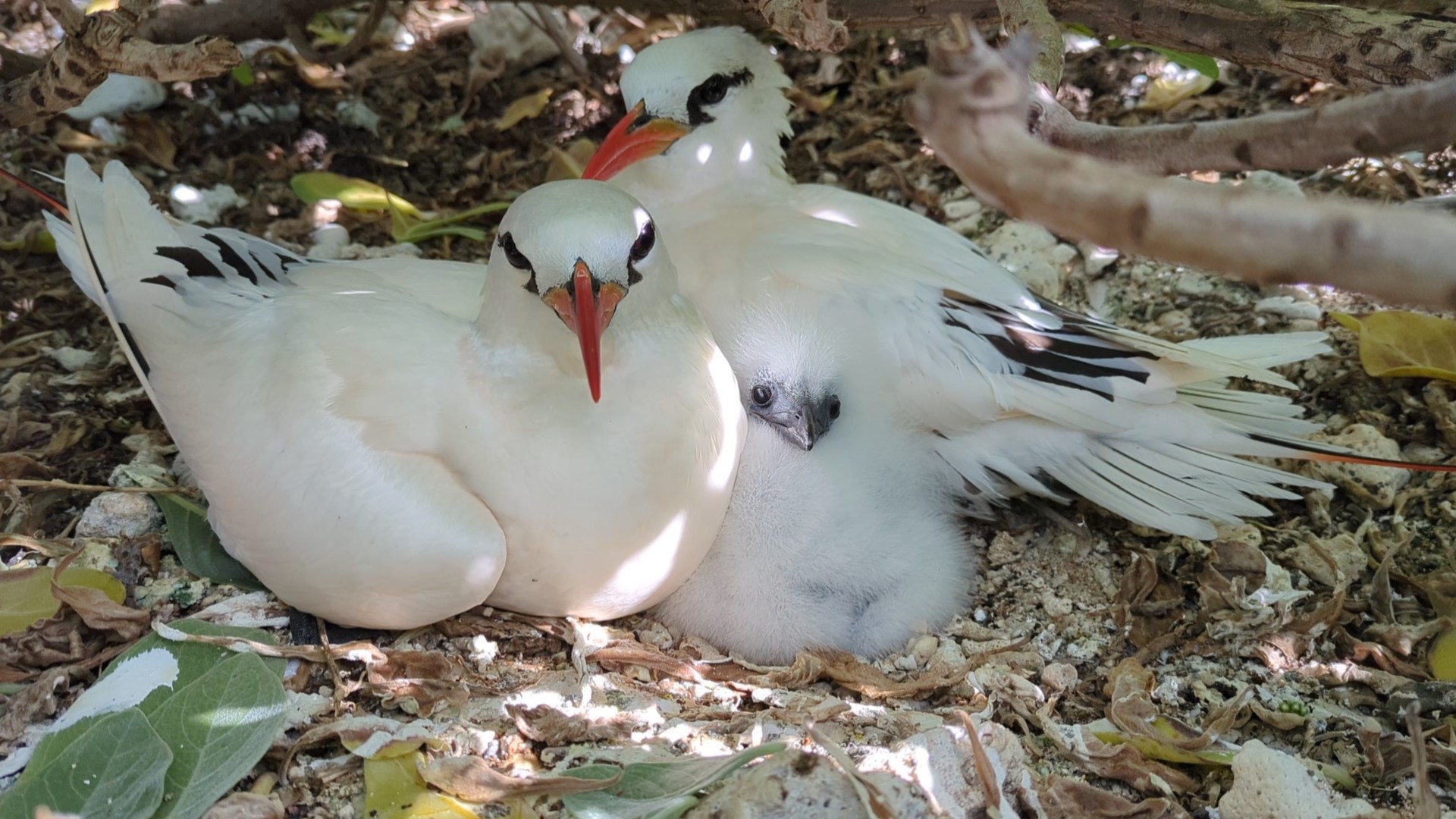 Red-Tailed Tropicbirds on Lady Elliot Island captured by Romney Edwards from the Leaf to Reef Team.